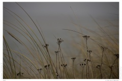 Sylt