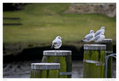 Möwe