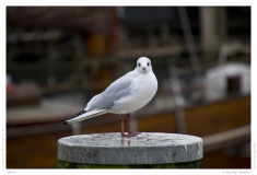 Möwe