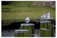 Möwe