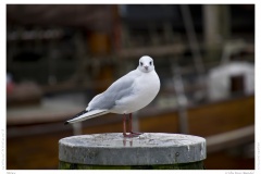 Möwe