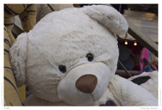 Teddy