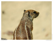 Streifenhörnchen