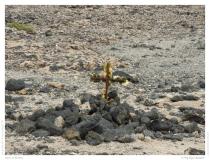 Faro el Teston