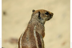 Streifenhörnchen Streifenhörnchen