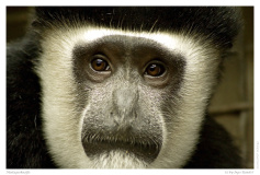 Madagaskaaffe