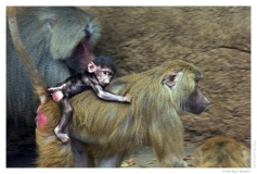 IMG_20090519_133134-Web