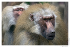 IMG_20090519_133430-Web