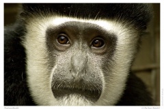 Madagaskaaffe