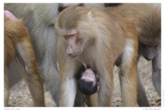 Kölner Zoo 2009