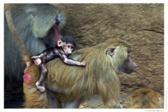 IMG_20090519_133134-Web