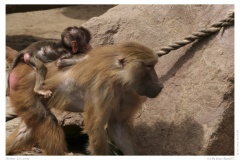 Kölner Zoo 2009