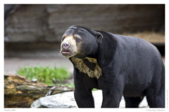Malaienbär