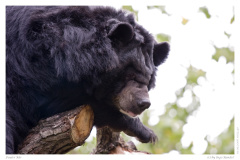 Fauler Bär