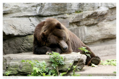 Schlafender Braunbär