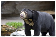 Malaienbär