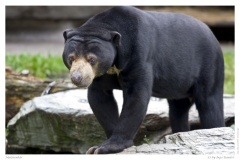Malaienbär