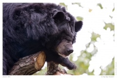 Fauler Bär