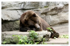 Schlafender Braunbär