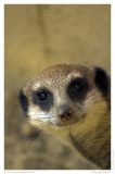 Portrait eines Erdmännchens