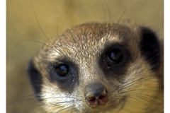 Portrait eines Erdmännchens