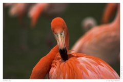 Kölner Zoo
