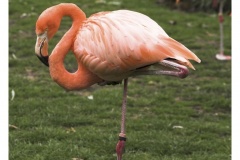 Kölner Zoo
