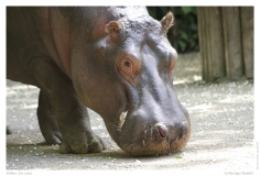 Kölner Zoo 2009