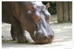 Kölner Zoo 2009
