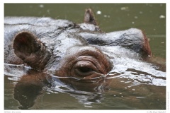 Kölner Zoo 2009