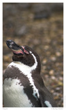 Pinguin
