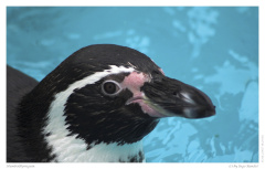 Humboldtpinguin