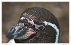 Humboldtpinguin