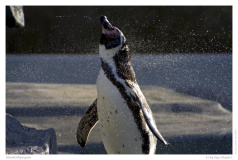 Humboldtpinguin