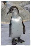 Humboldtpinguin