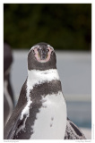 Humboldtpinguin
