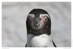 Humboldtpinguin