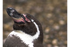 Pinguin