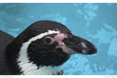 Humboldtpinguin