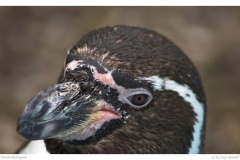 Humboldtpinguin