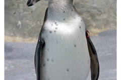 Humboldtpinguin