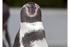 Humboldtpinguin