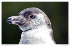 Humboldtpinguin im Portrait