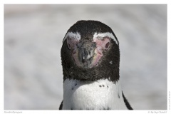 Humboldtpinguin