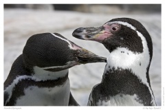 Humboldtpinguin