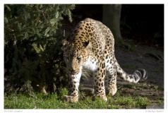 Persicher Leopard