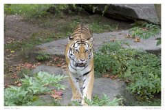 sibirischer Tiger