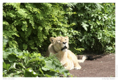 Kölner Zoo 2009
