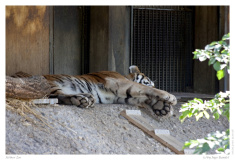 Kölner Zoo
