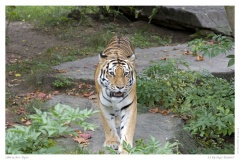 sibirischer Tiger